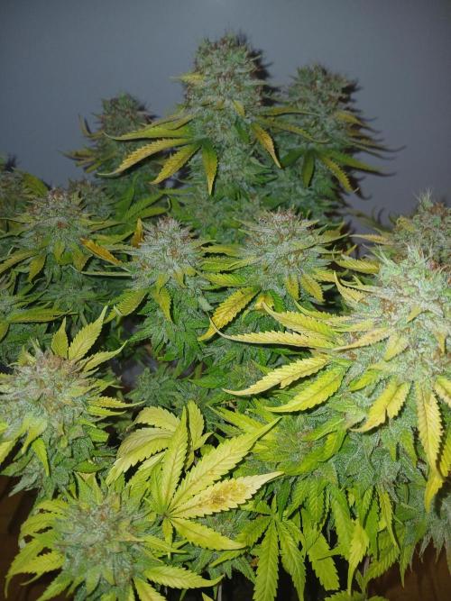 El Nebuloso Grows.... Week 16