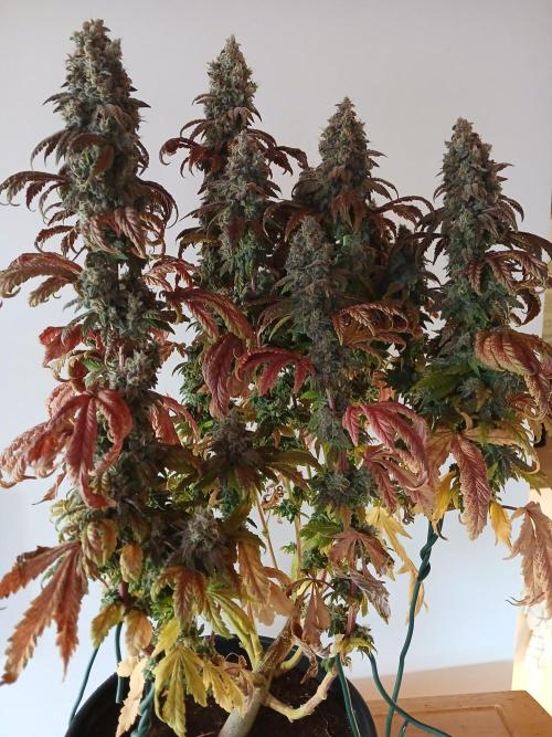 El Nebuloso Grows.... Week 16