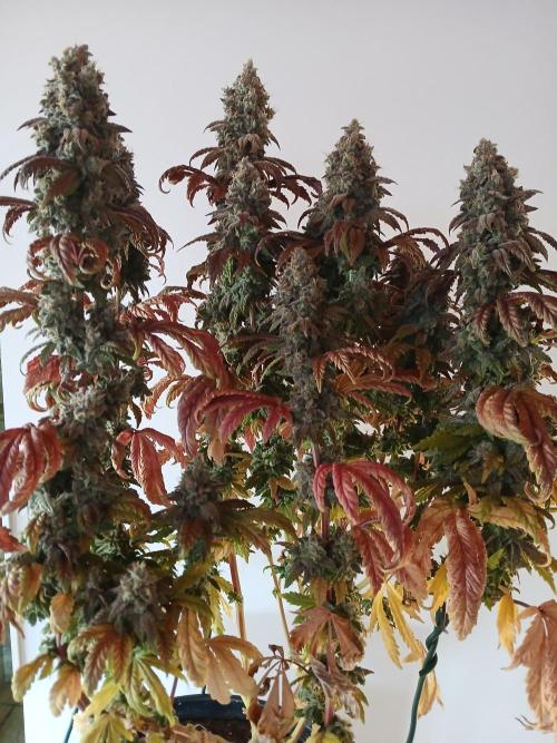 El Nebuloso Grows.... Week 16