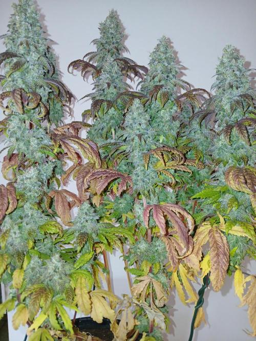 El Nebuloso Grows.... Week 16