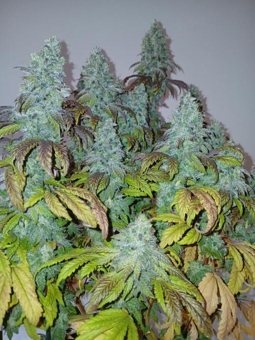 El Nebuloso Grows.... Week 16