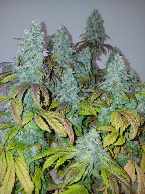 El Nebuloso Grows.... Week 16