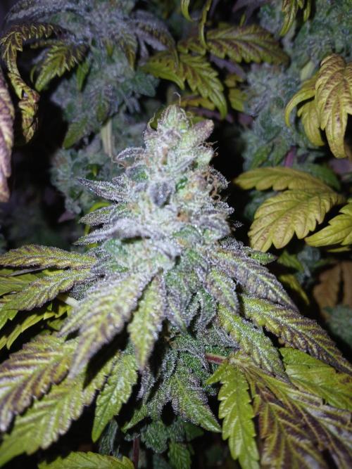 El Nebuloso Grows.... Week 16