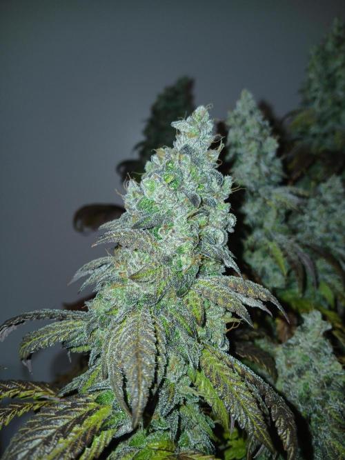 El Nebuloso Grows.... Week 16