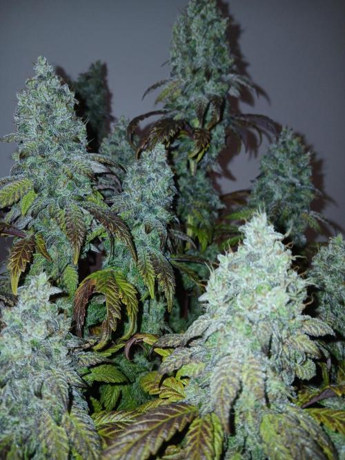 El Nebuloso Grows.... Week 16