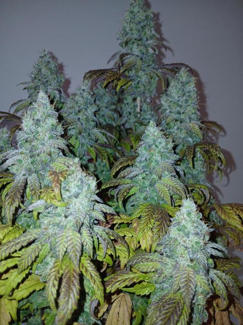 El Nebuloso Grows.... Week 16