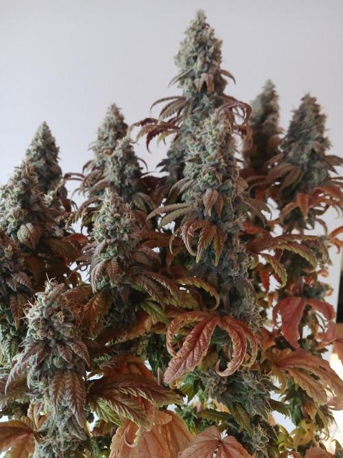 El Nebuloso Grows.... Week 16