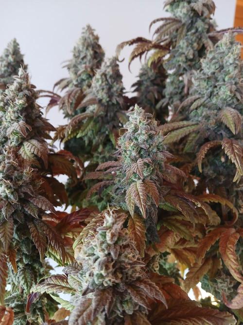El Nebuloso Grows.... Week 16