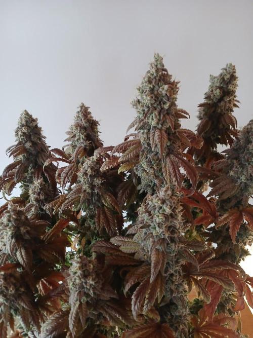 El Nebuloso Grows.... Week 16