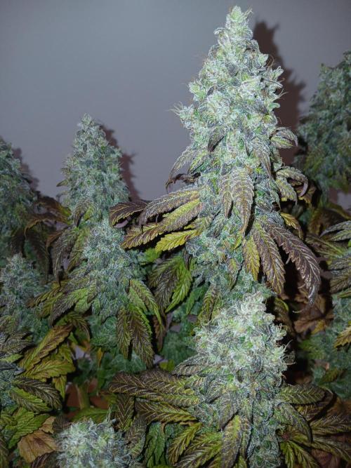 El Nebuloso Grows.... Week 16