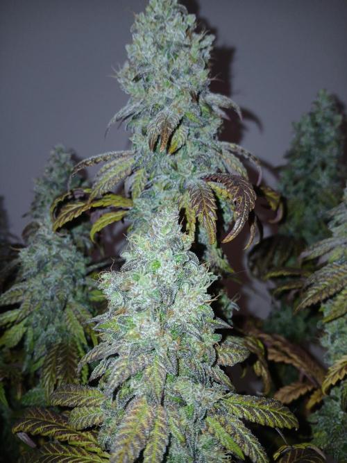 El Nebuloso Grows.... Week 16