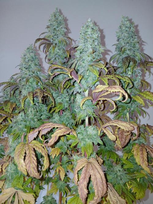 El Nebuloso Grows.... Week 16