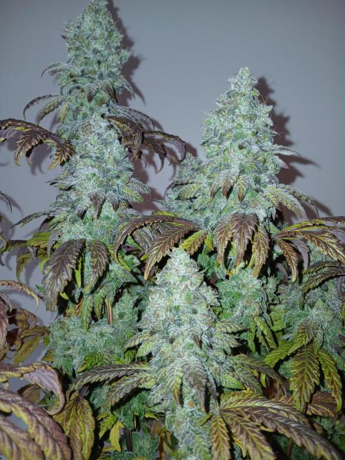 El Nebuloso Grows.... Week 16