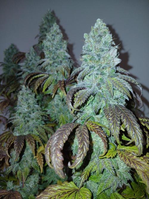 El Nebuloso Grows.... Week 16