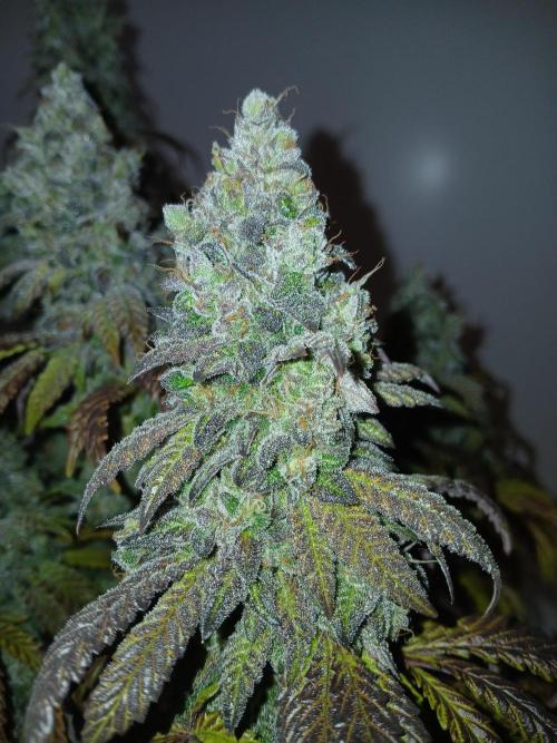 El Nebuloso Grows.... Week 16
