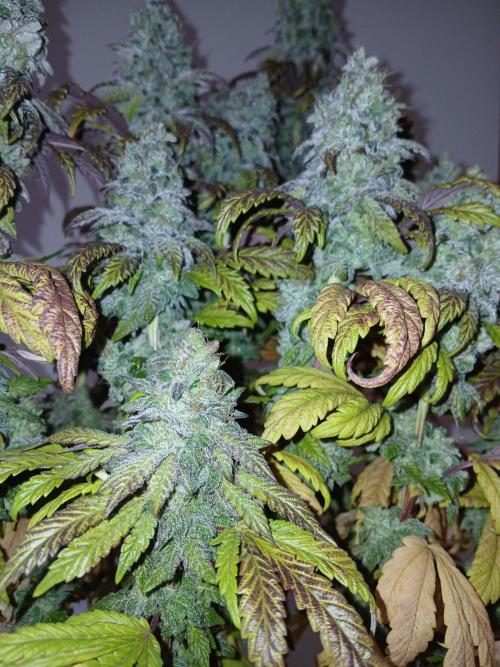 El Nebuloso Grows.... Week 16