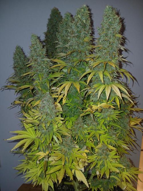 El Nebuloso Grows.... Week 16