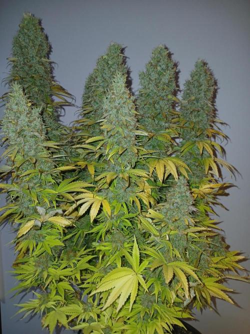 El Nebuloso Grows.... Week 16