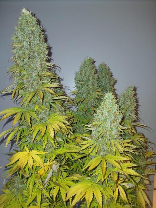 El Nebuloso Grows.... Week 16