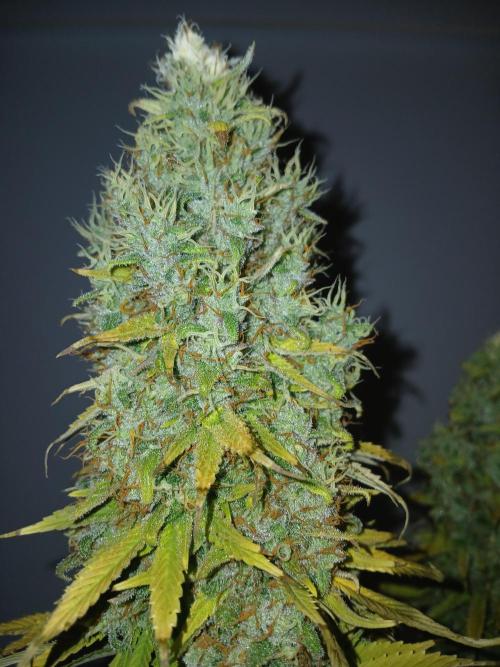 El Nebuloso Grows.... Week 16
