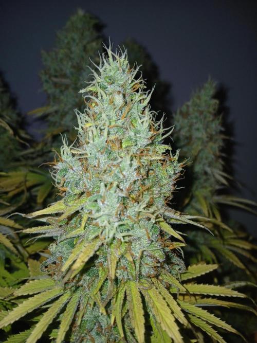 El Nebuloso Grows.... Week 16
