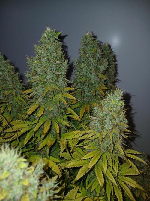 El Nebuloso Grows.... Week 16