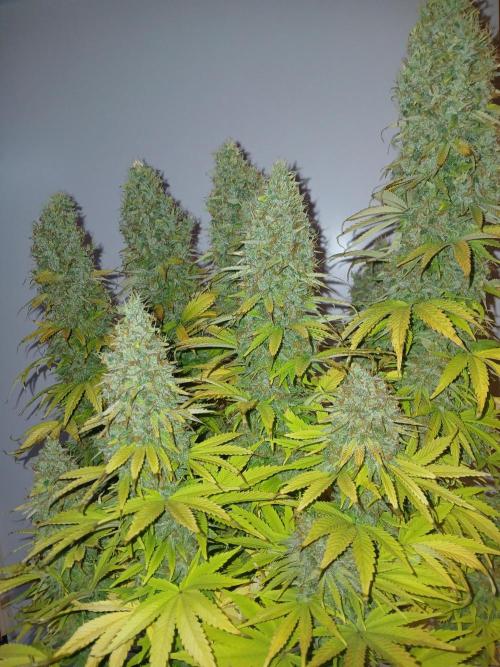 El Nebuloso Grows.... Week 16
