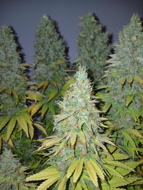 El Nebuloso Grows.... Week 16