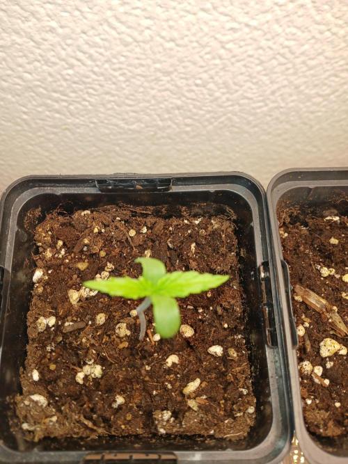 CBD Warlock. Week 0