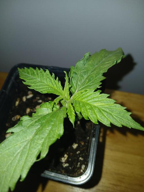 CBD Warlock. Week 1