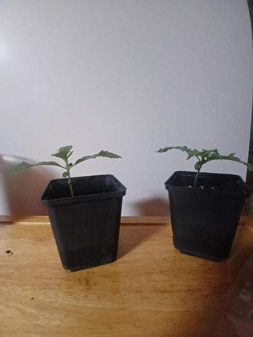 CBD Warlock. Week 1