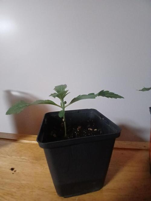 CBD Warlock. Week 1