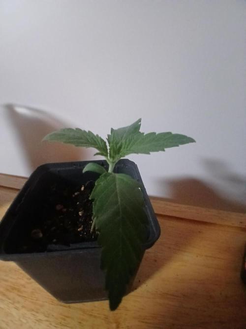 CBD Warlock. Week 1