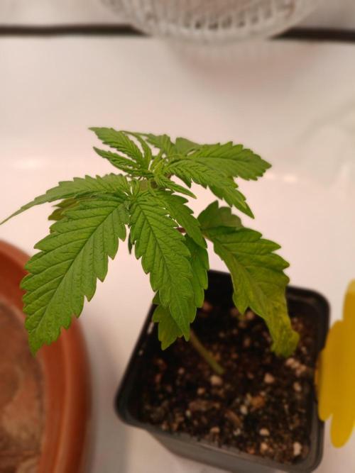 Burmese Kush. Week 3
