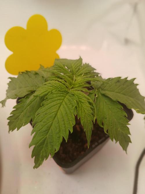 CBD Warlock. Week 2