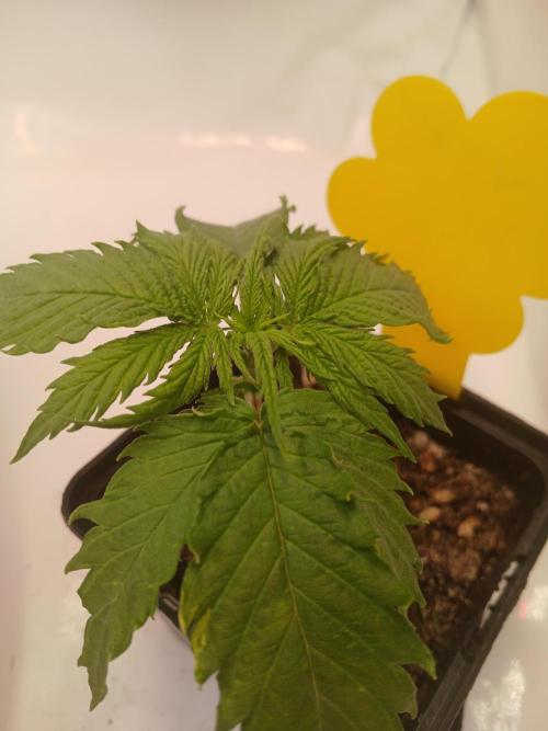 CBD Warlock. Week 2