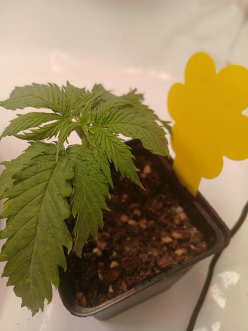 CBD Warlock. Week 2