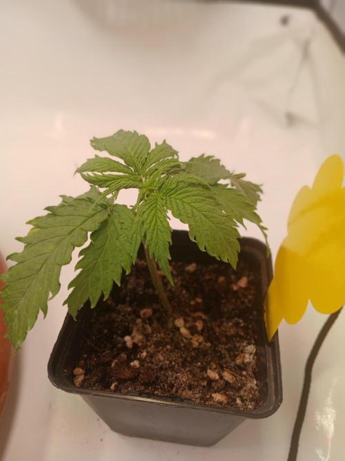 CBD Warlock. Week 2