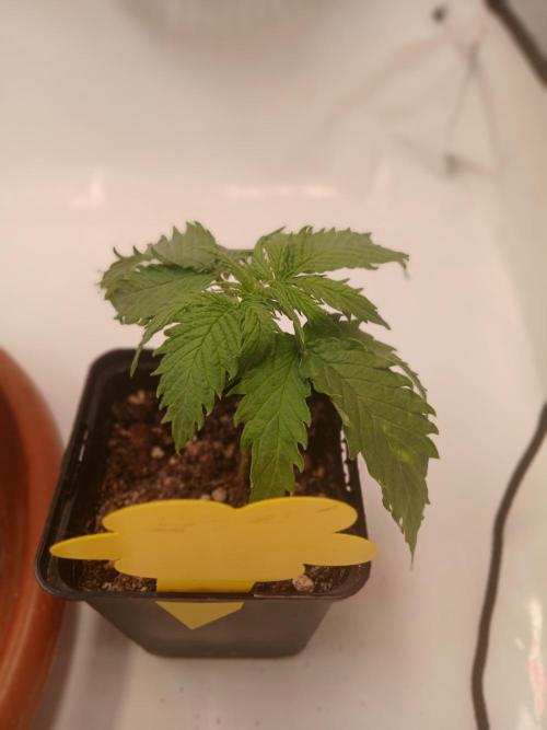 CBD Warlock. Week 2
