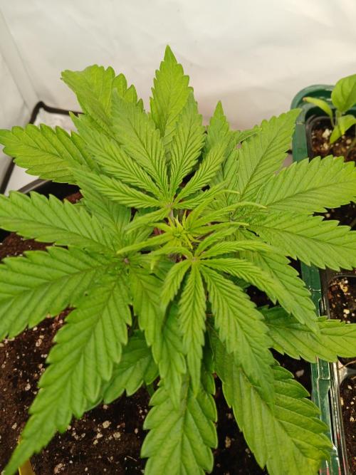 Buku.. Week 4