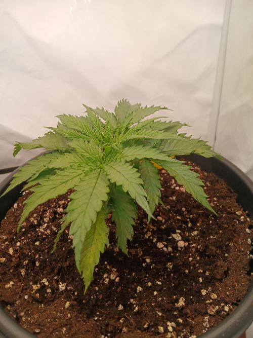 Buku.. Week 4