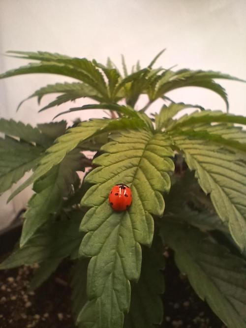 T.H.Seeds - Burmese Kush door Nebuloso420