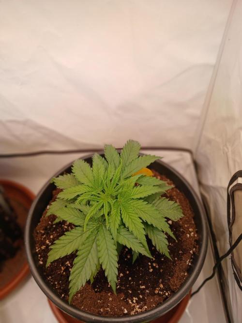 CBD Warlock. Week 3