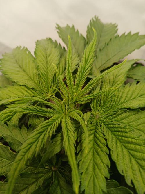 CBD Warlock. Week 3