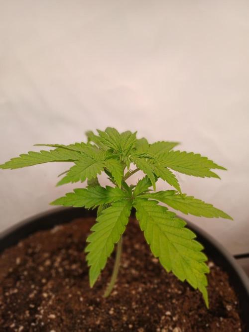 SLHxPC. Week 3