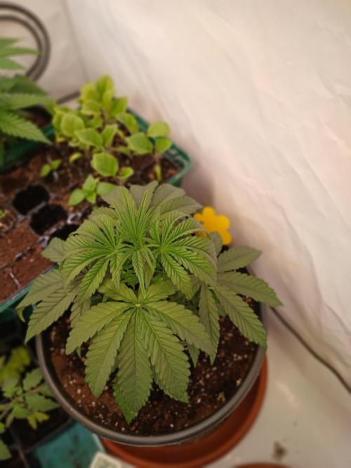 Super Lemon Haze X Pink Candy. Week 4