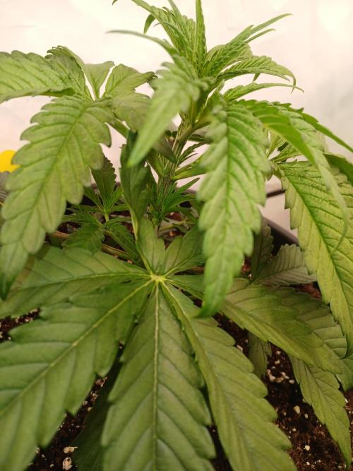 CBD Warlock. Week 4