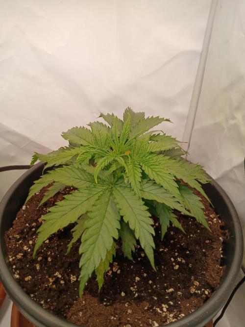 CBD Warlock. Week 4