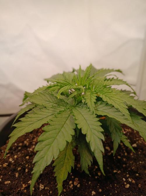 CBD Warlock. Week 4