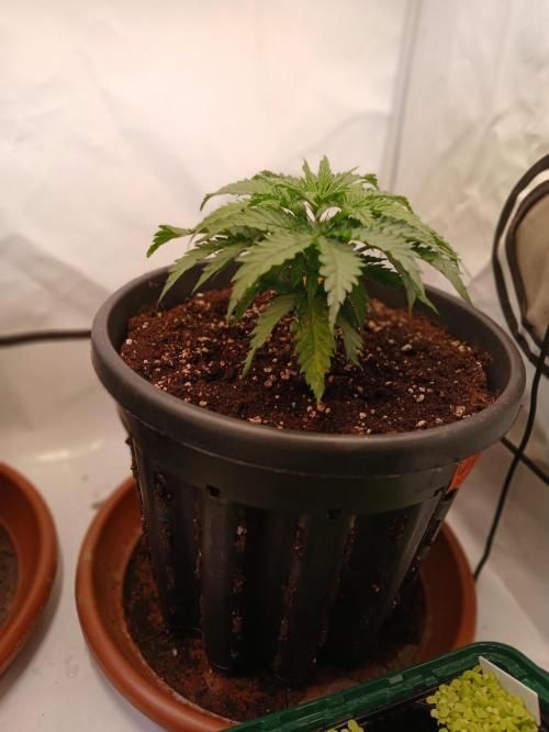 CBD Warlock. Week 4